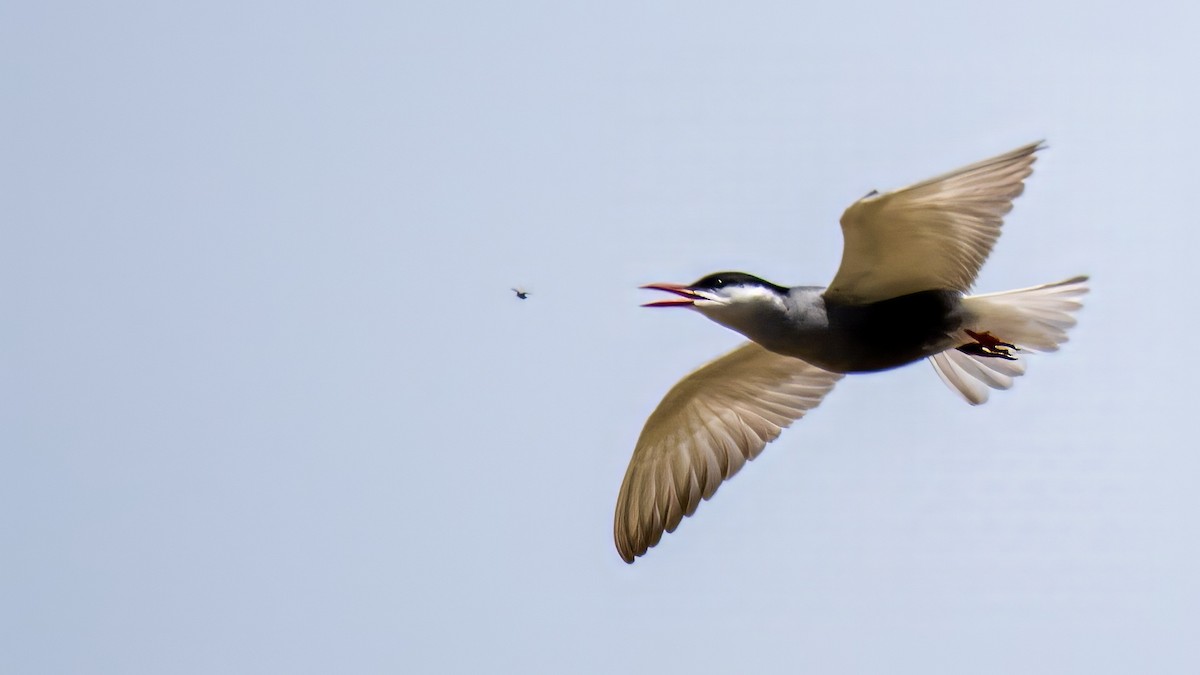 Whiskered Tern - Sertaç Yıldırım