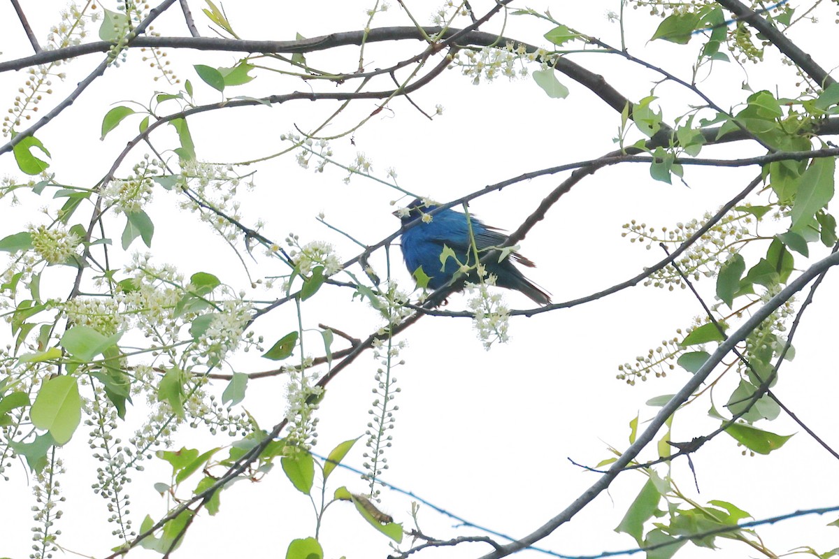 Indigo Bunting - Stan Chapman