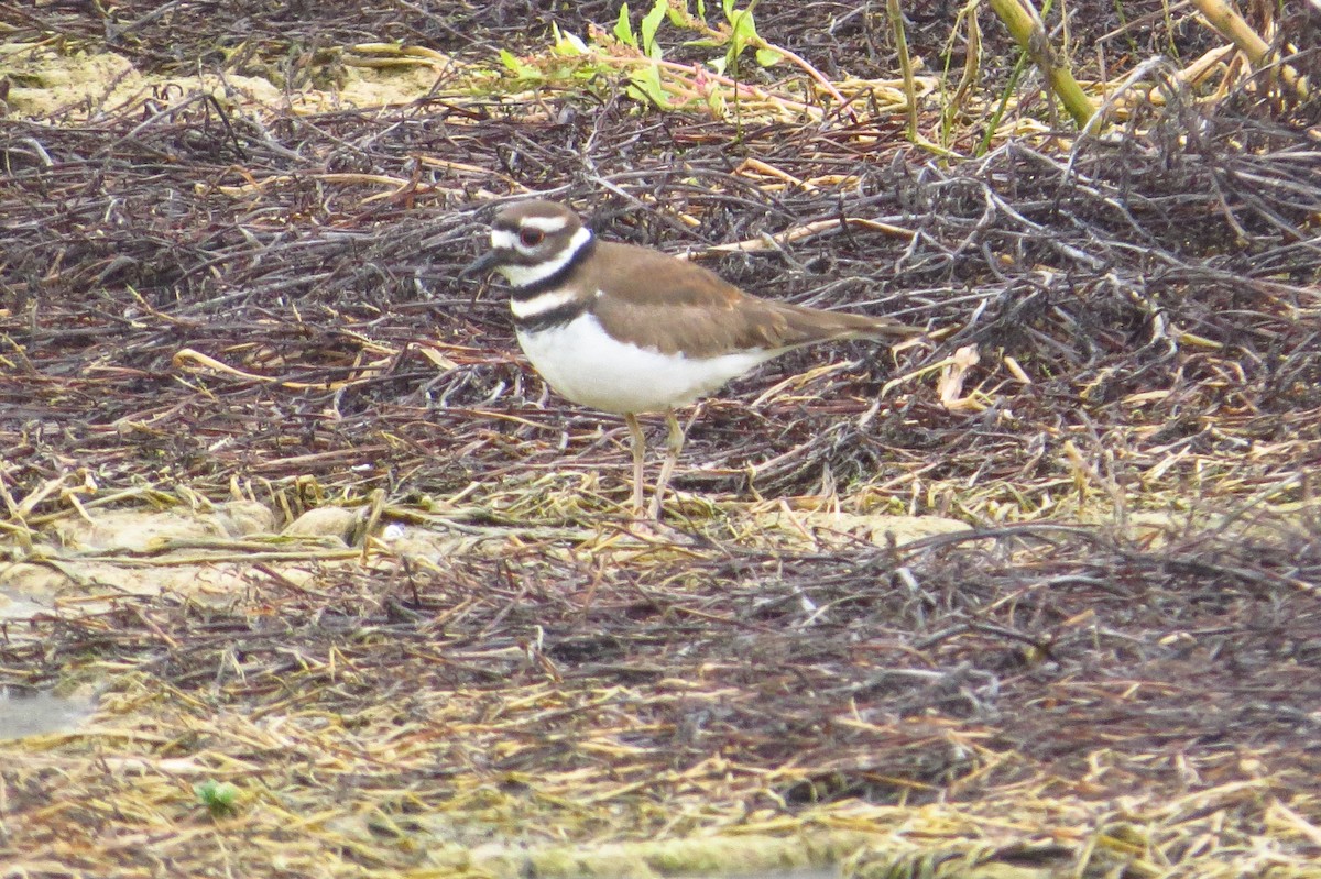 Killdeer - Gary Prescott