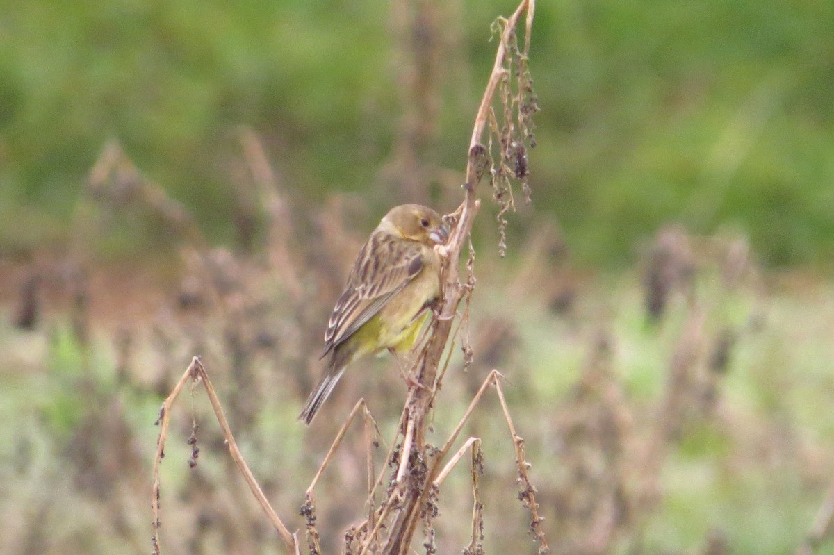 Grassland Yellow-Finch - Gary Prescott