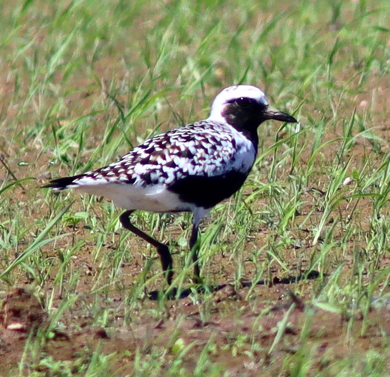 Black-bellied Plover - Phillip Wallace