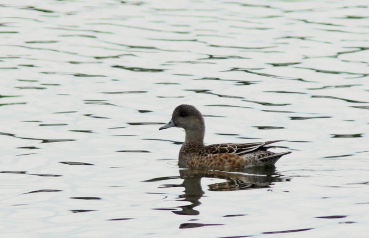 American Wigeon - Real Gauthier