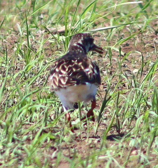 Ruddy Turnstone - ML619436844