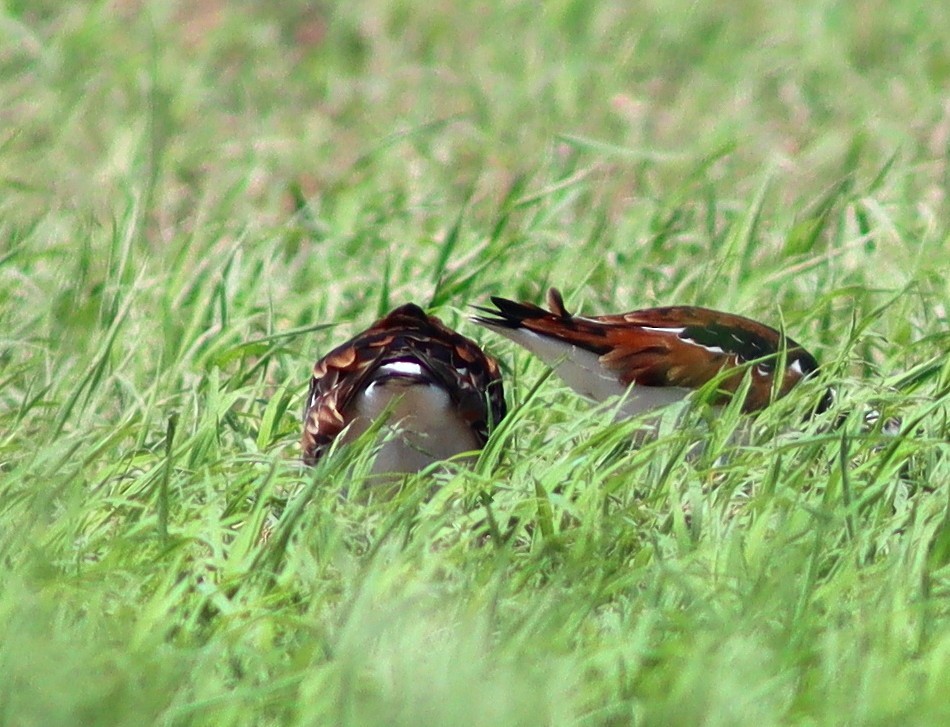 Ruddy Turnstone - Phillip Wallace