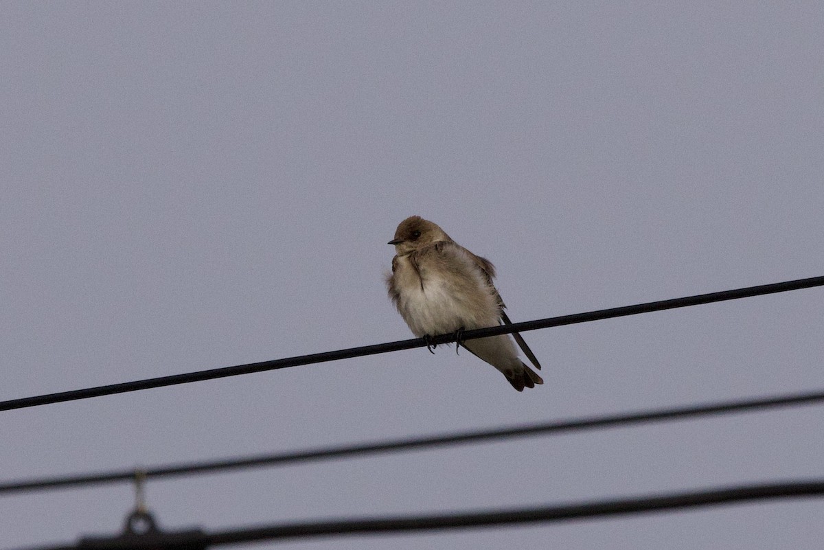 Northern Rough-winged Swallow - John Bruin
