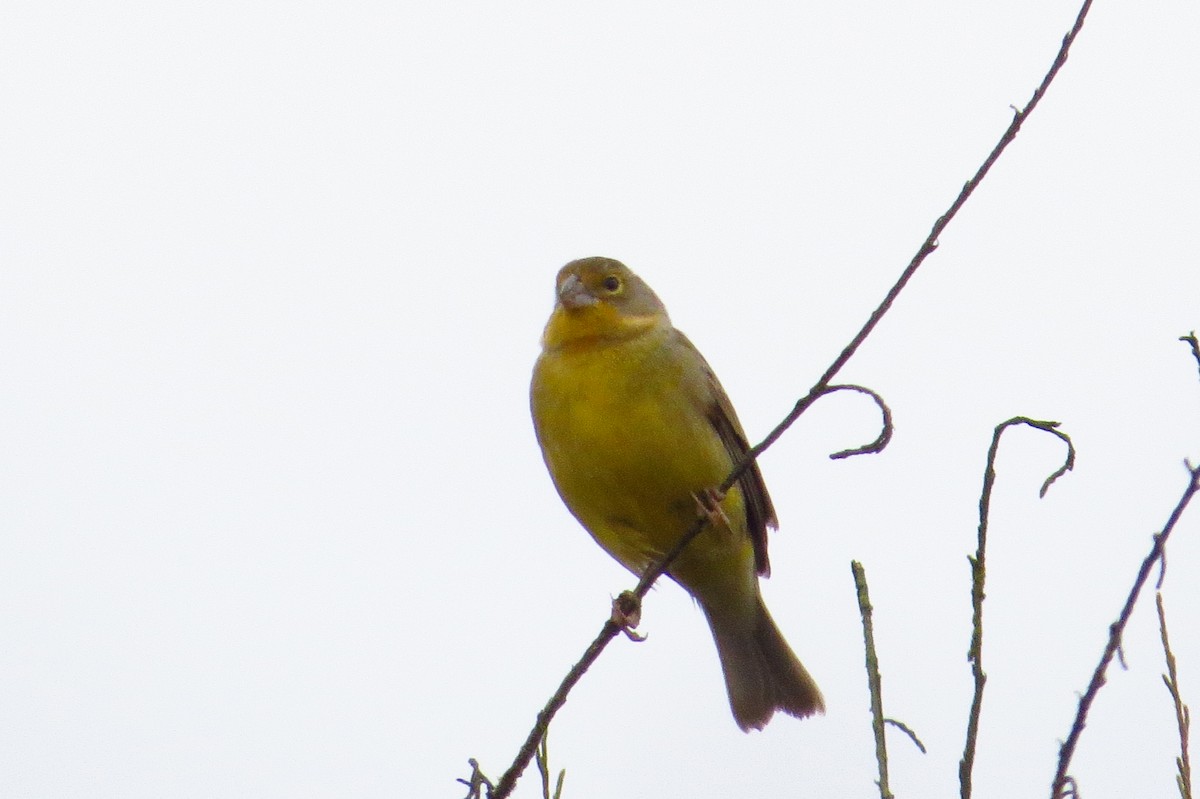 Grassland Yellow-Finch - Gary Prescott