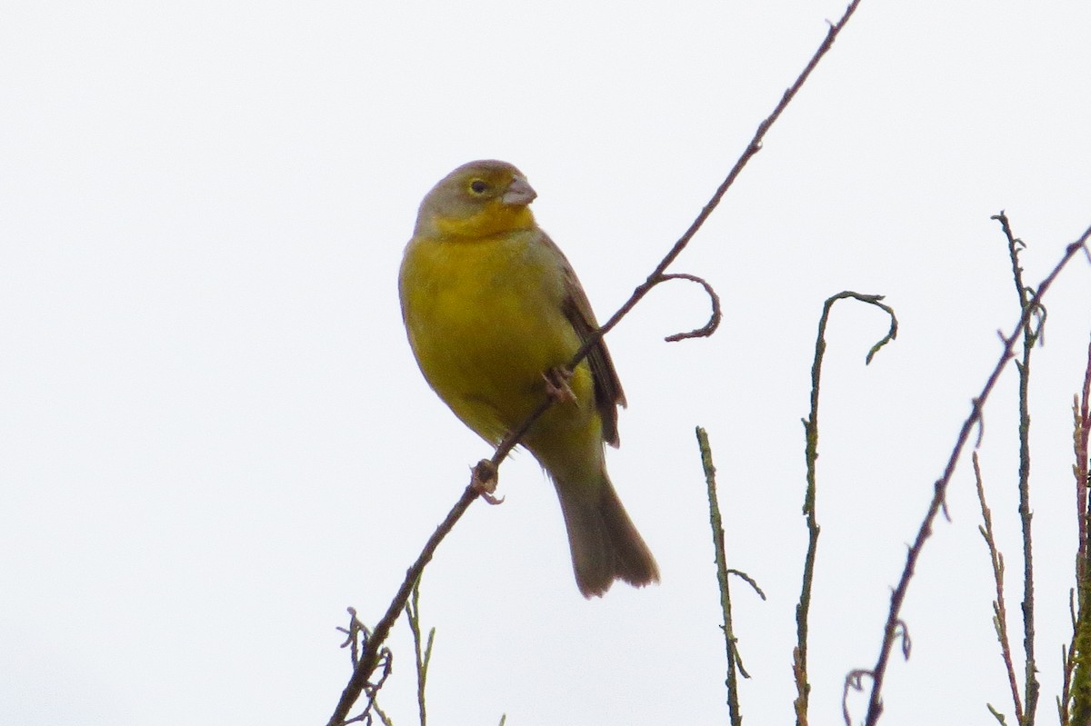 Grassland Yellow-Finch - ML619436850