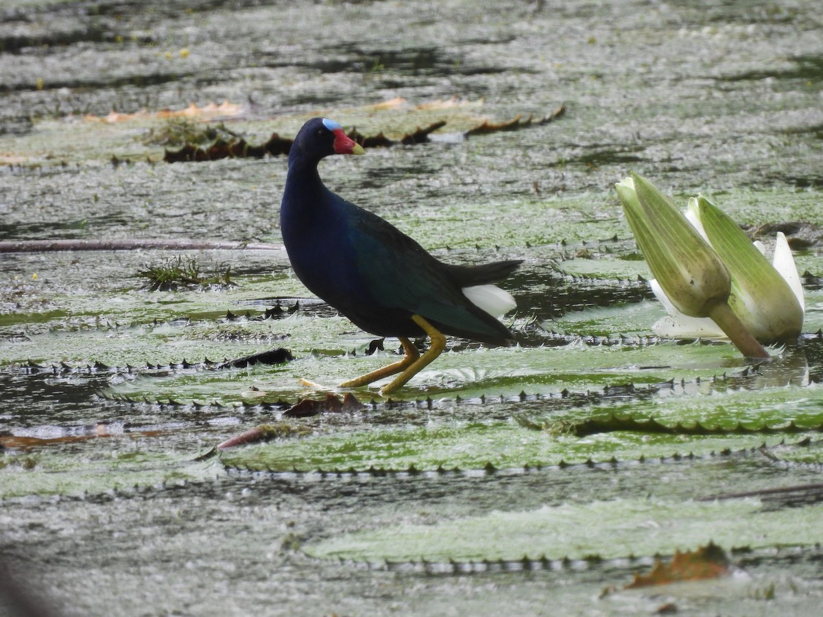 Purple Gallinule - Leandro Niebles Puello