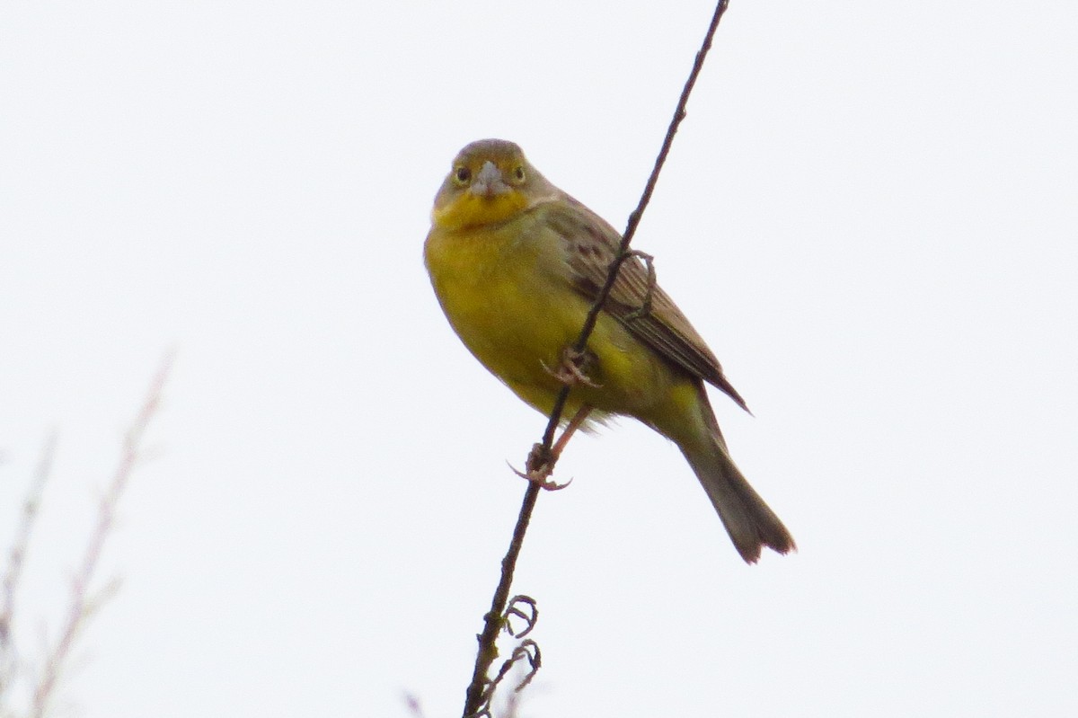 Grassland Yellow-Finch - ML619436854