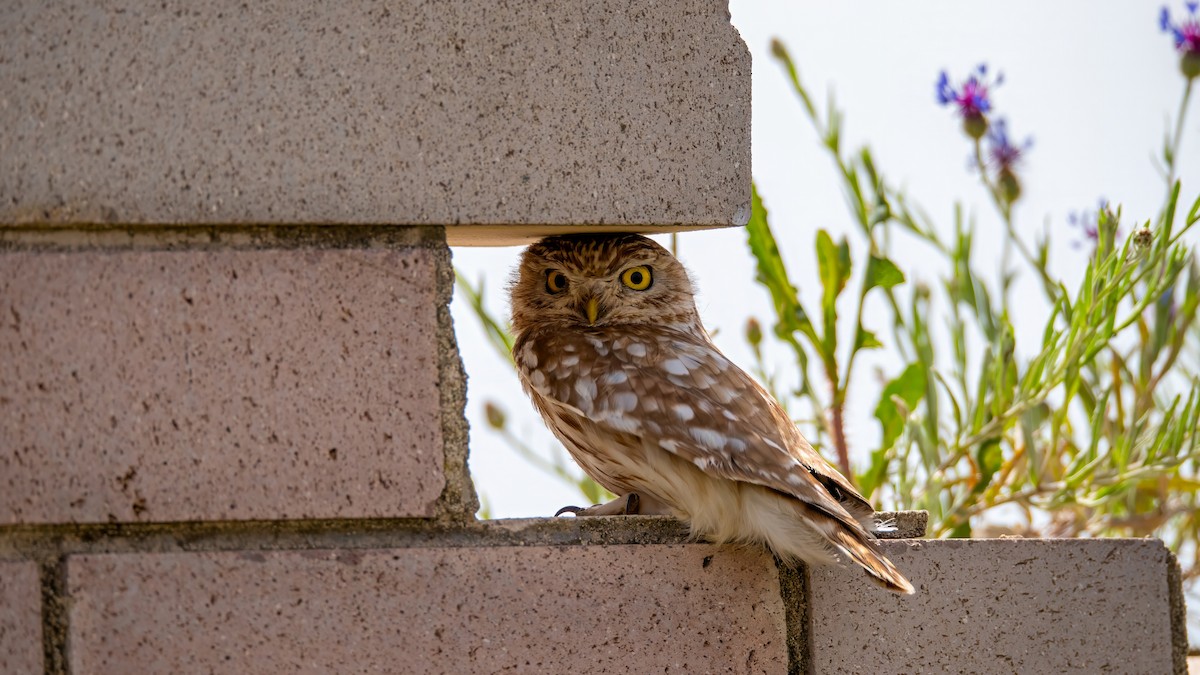 Little Owl - Sertaç Yıldırım