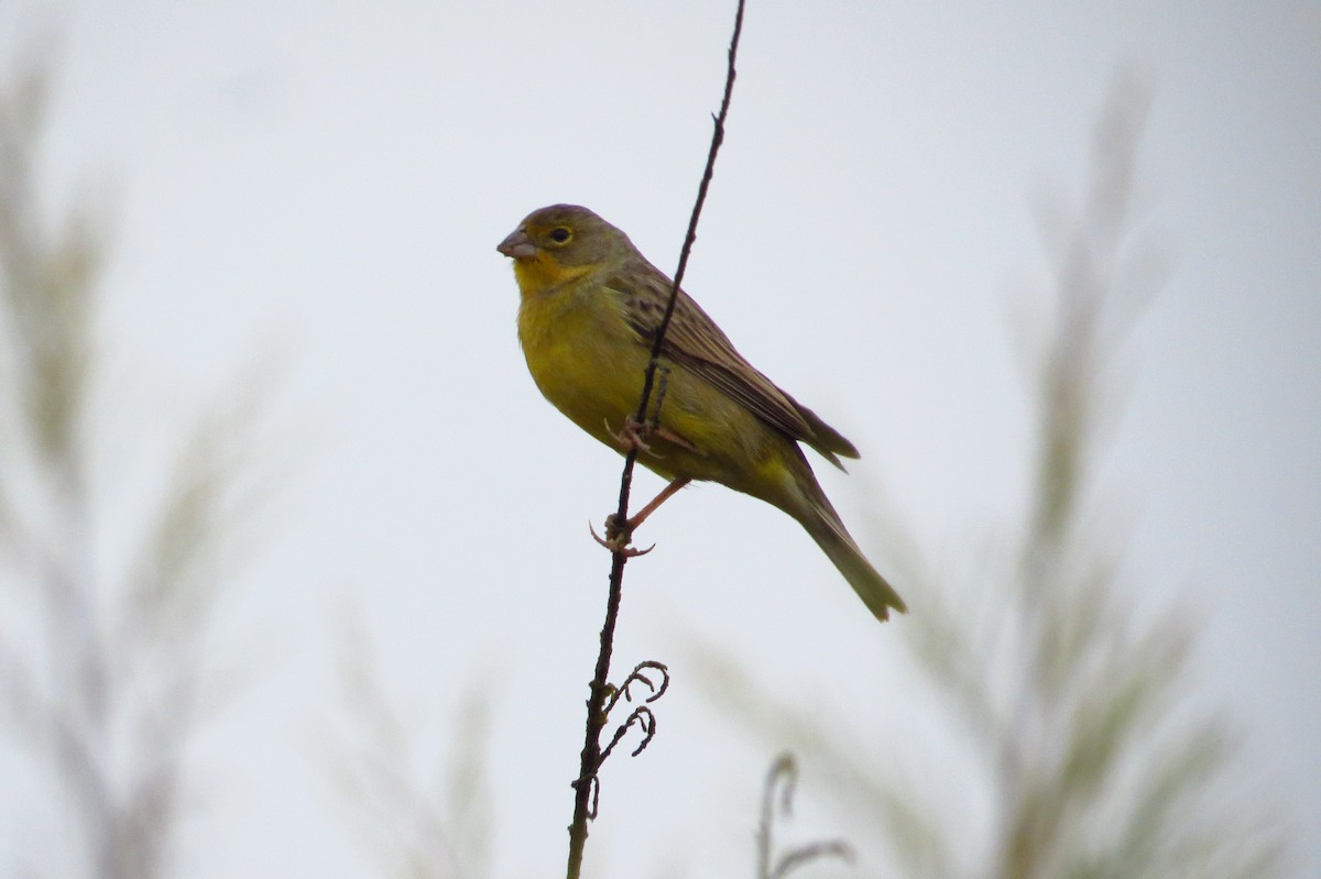 Grassland Yellow-Finch - ML619436857