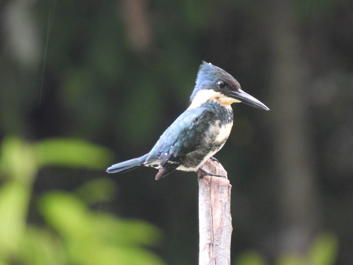 Green Kingfisher - Leandro Niebles Puello