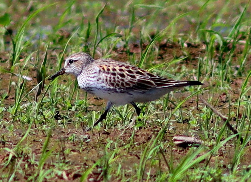 White-rumped Sandpiper - Phillip Wallace