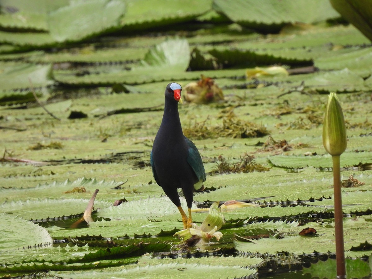 Purple Gallinule - Leandro Niebles Puello