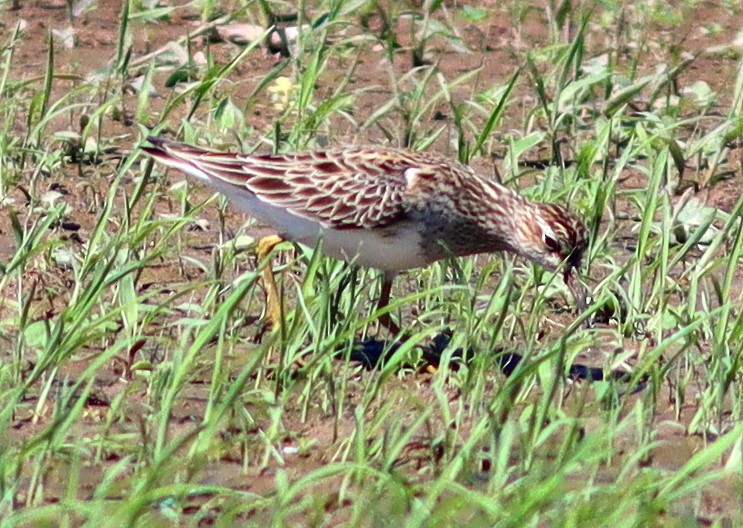 Pectoral Sandpiper - Phillip Wallace