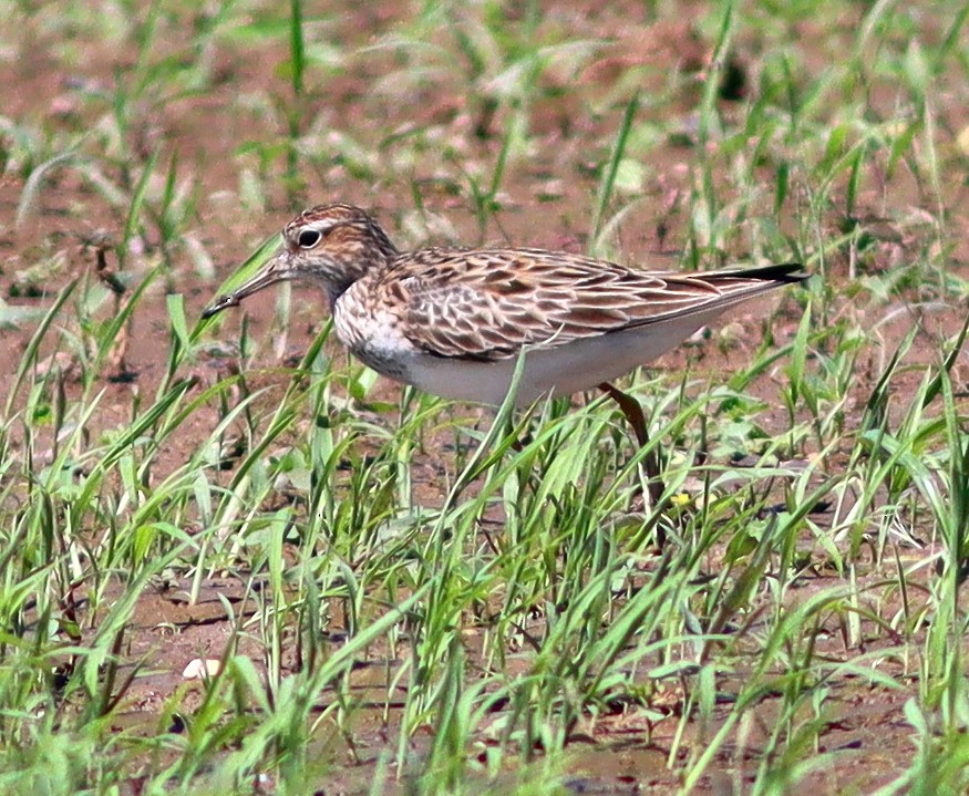 Pectoral Sandpiper - ML619436876