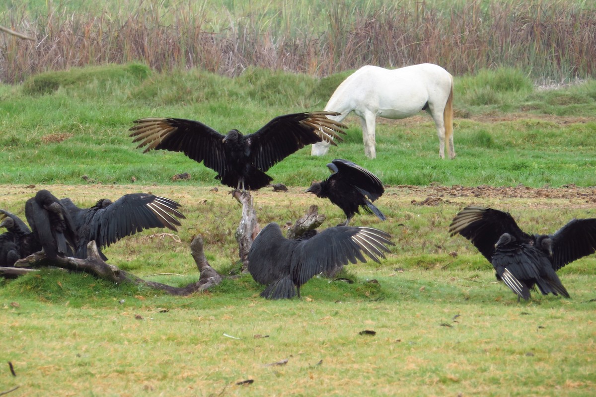 Black Vulture - Gary Prescott