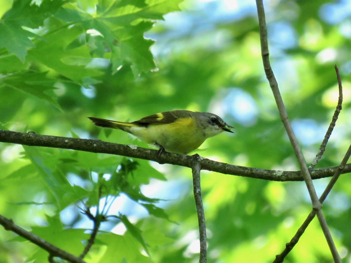 American Redstart - Taran Catania