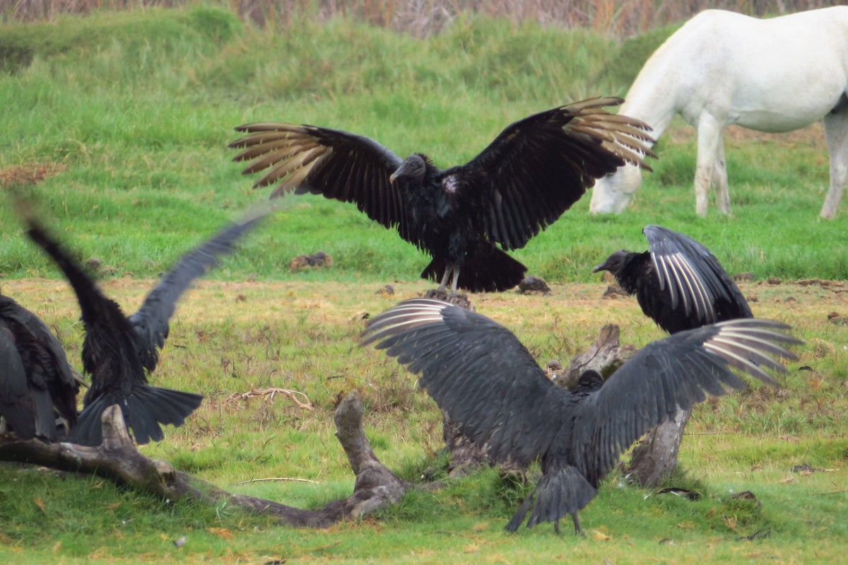 Black Vulture - Gary Prescott