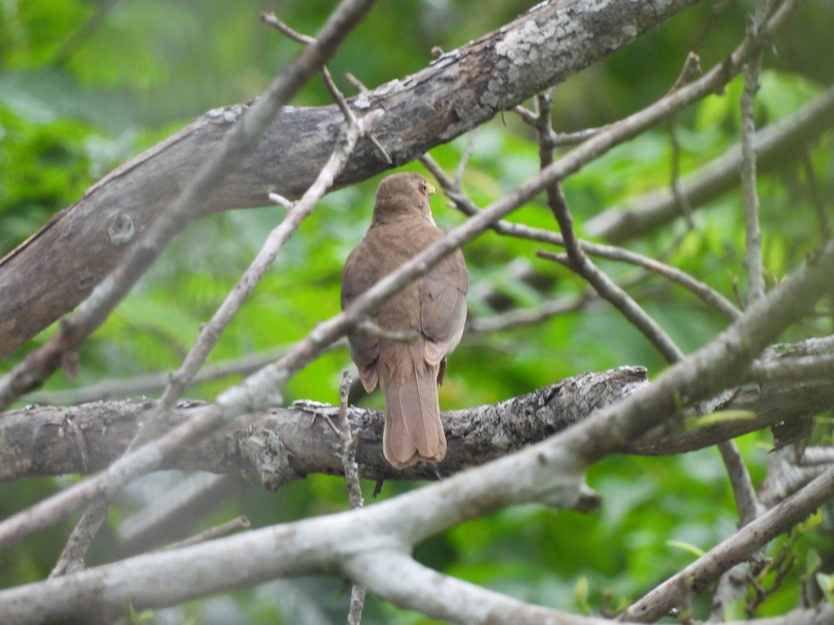 Clay-colored Thrush - ML619436893