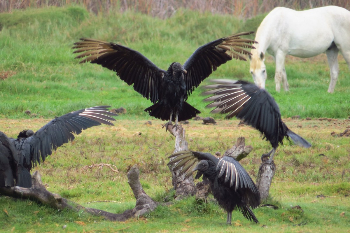 Black Vulture - Gary Prescott