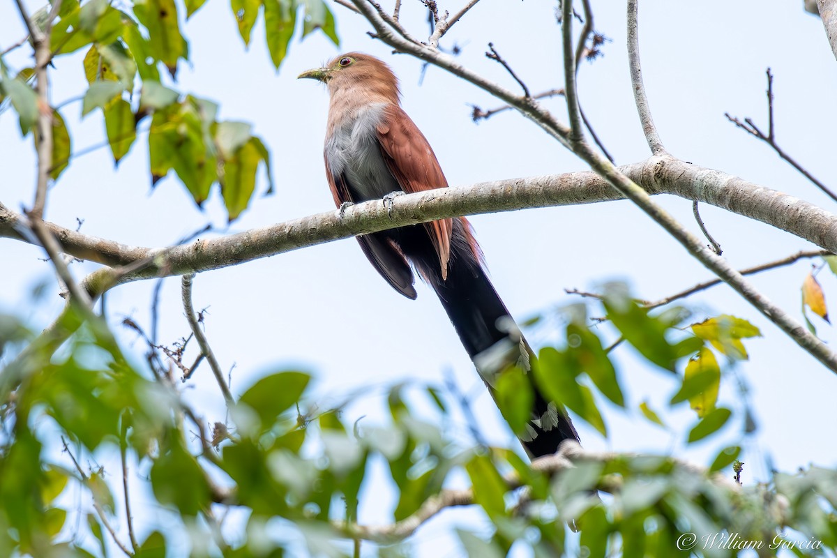 Squirrel Cuckoo - Bill Garcia