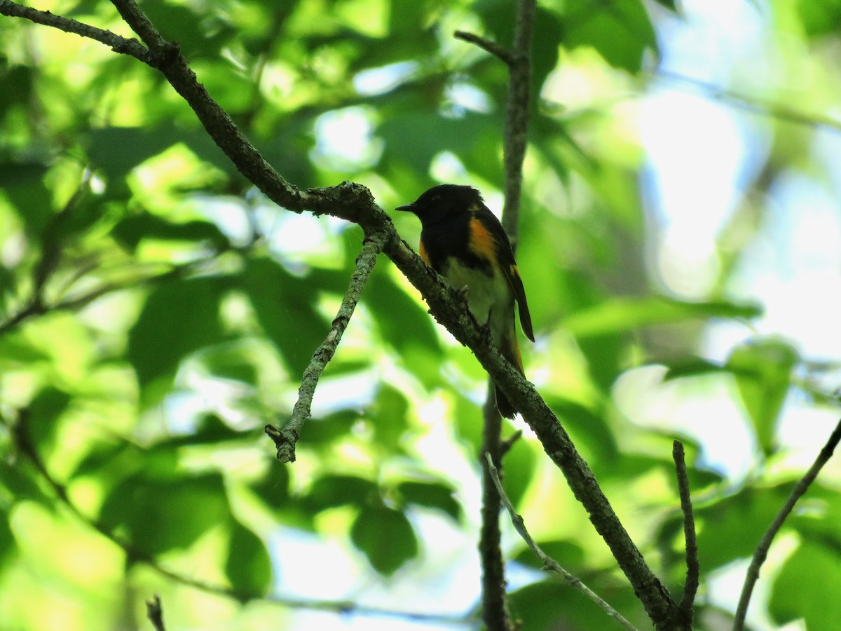 American Redstart - Taran Catania