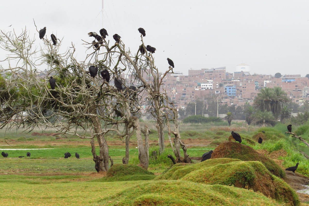 Black Vulture - Gary Prescott