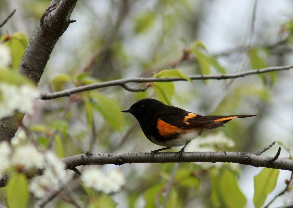 American Redstart - Real Gauthier