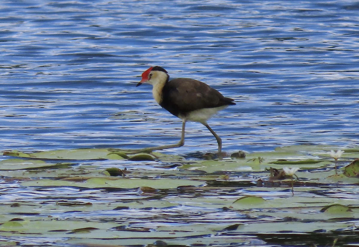 Comb-crested Jacana - Sue Beatty