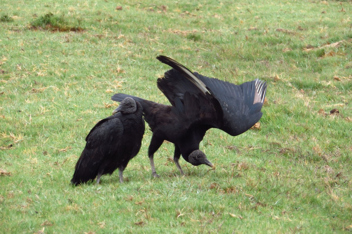 Black Vulture - Gary Prescott