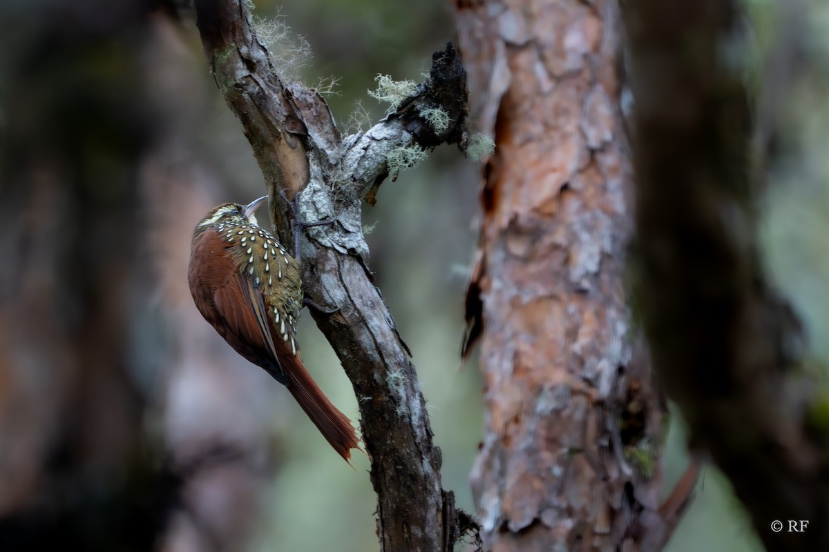 Pearled Treerunner - Roxie Fu