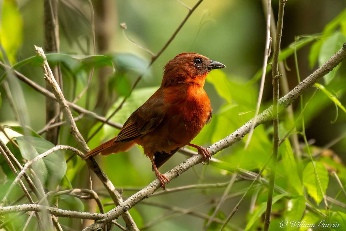 Red-throated Ant-Tanager - Bill Garcia