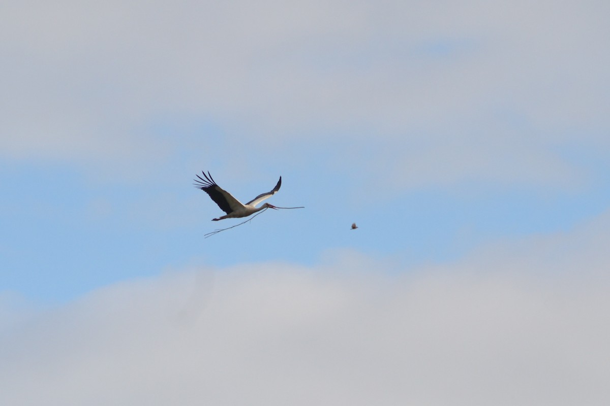 White Stork - Paulo  Roncon