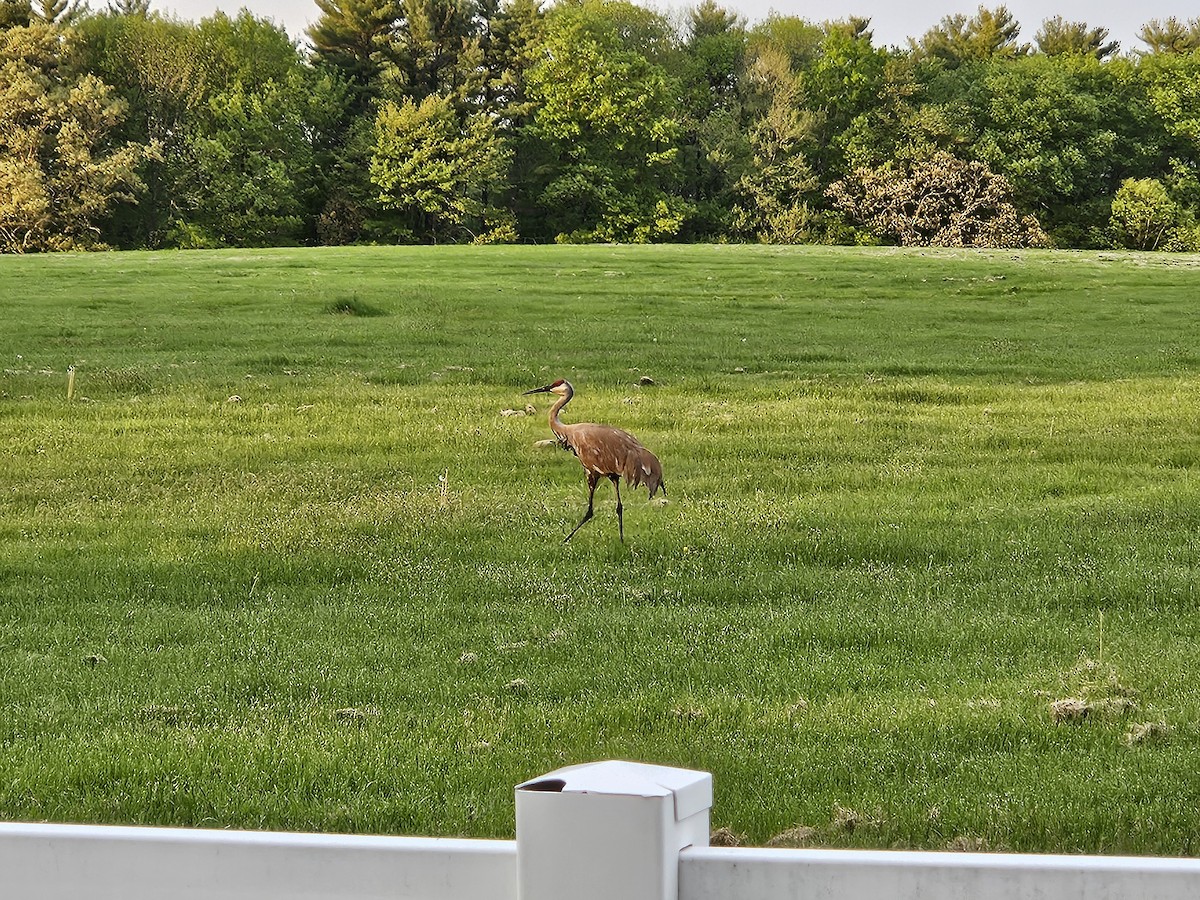 Sandhill Crane - ML619436928