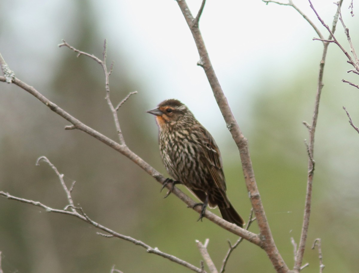 Red-winged Blackbird - Real Gauthier