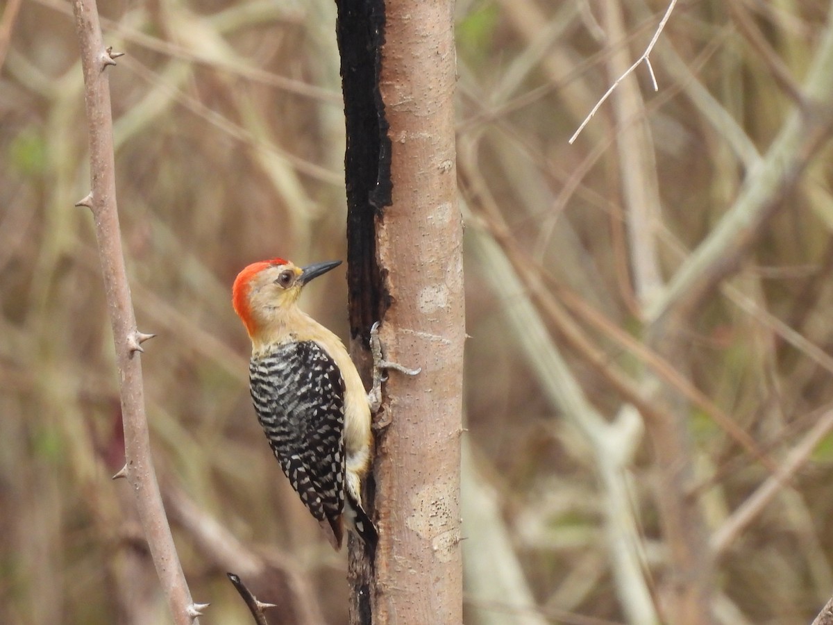 Red-crowned Woodpecker - Leandro Niebles Puello