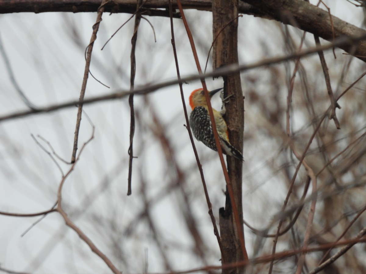 Red-crowned Woodpecker - Leandro Niebles Puello