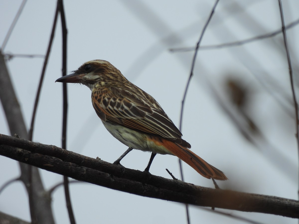 Streaked Flycatcher - Leandro Niebles Puello