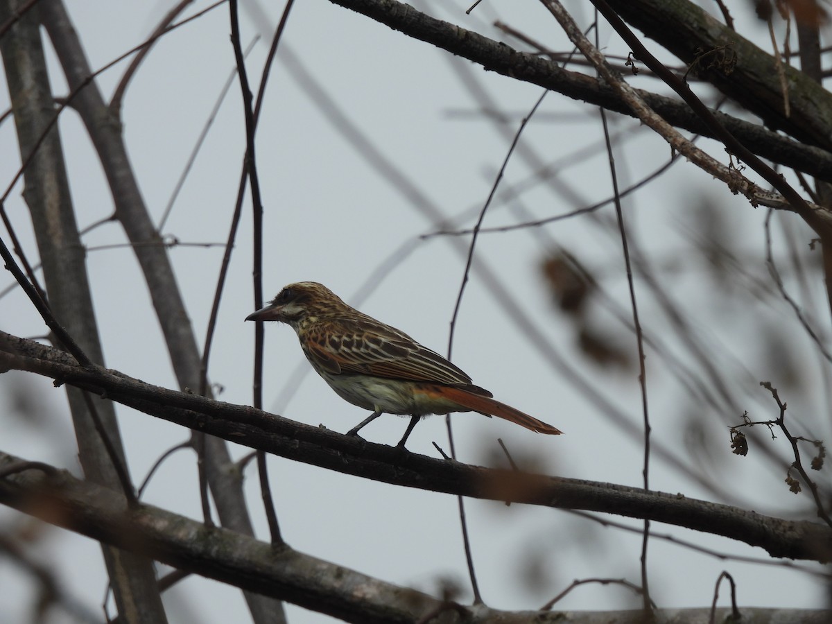 Streaked Flycatcher - ML619436953