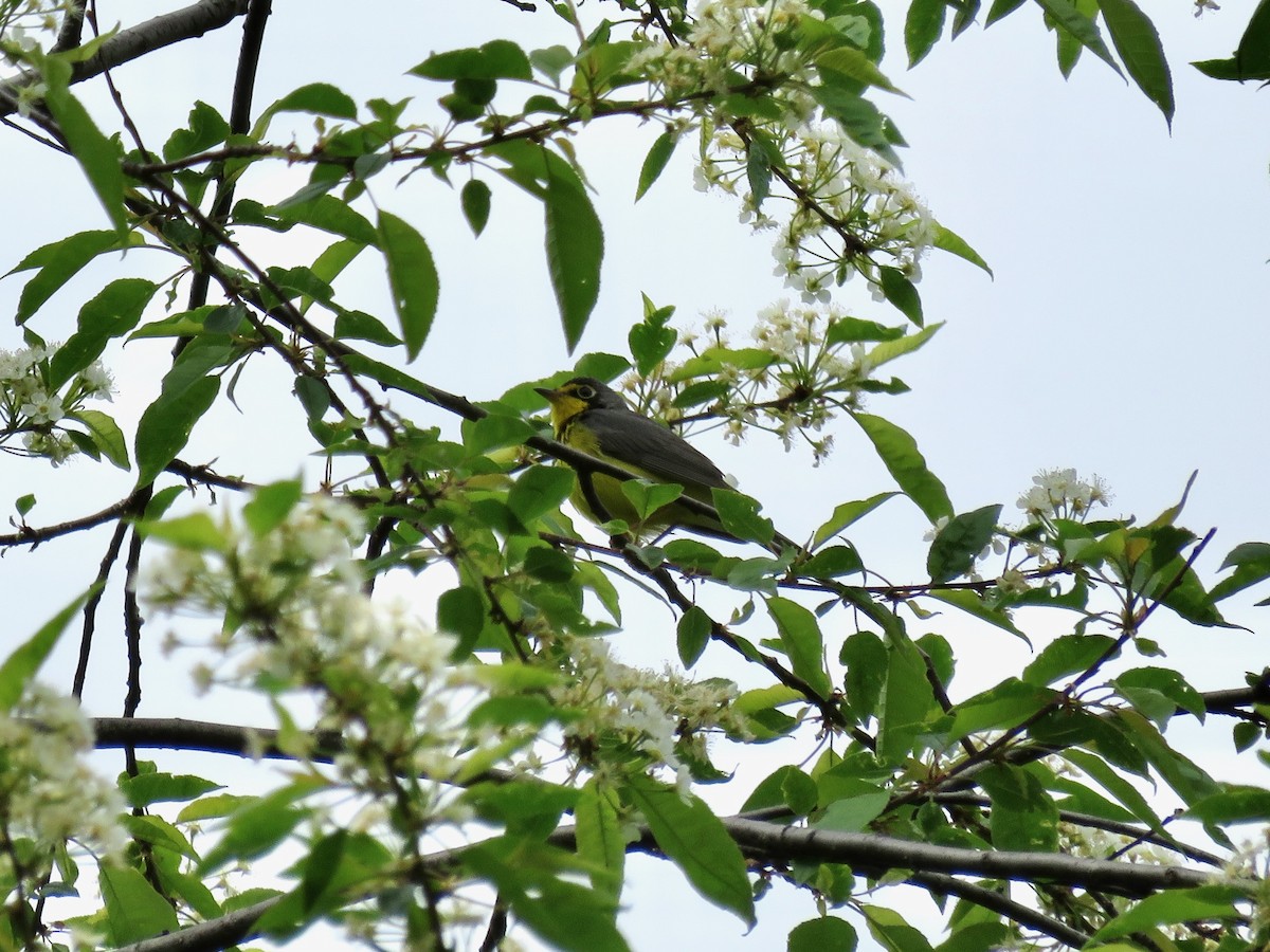 Canada Warbler - Taran Catania