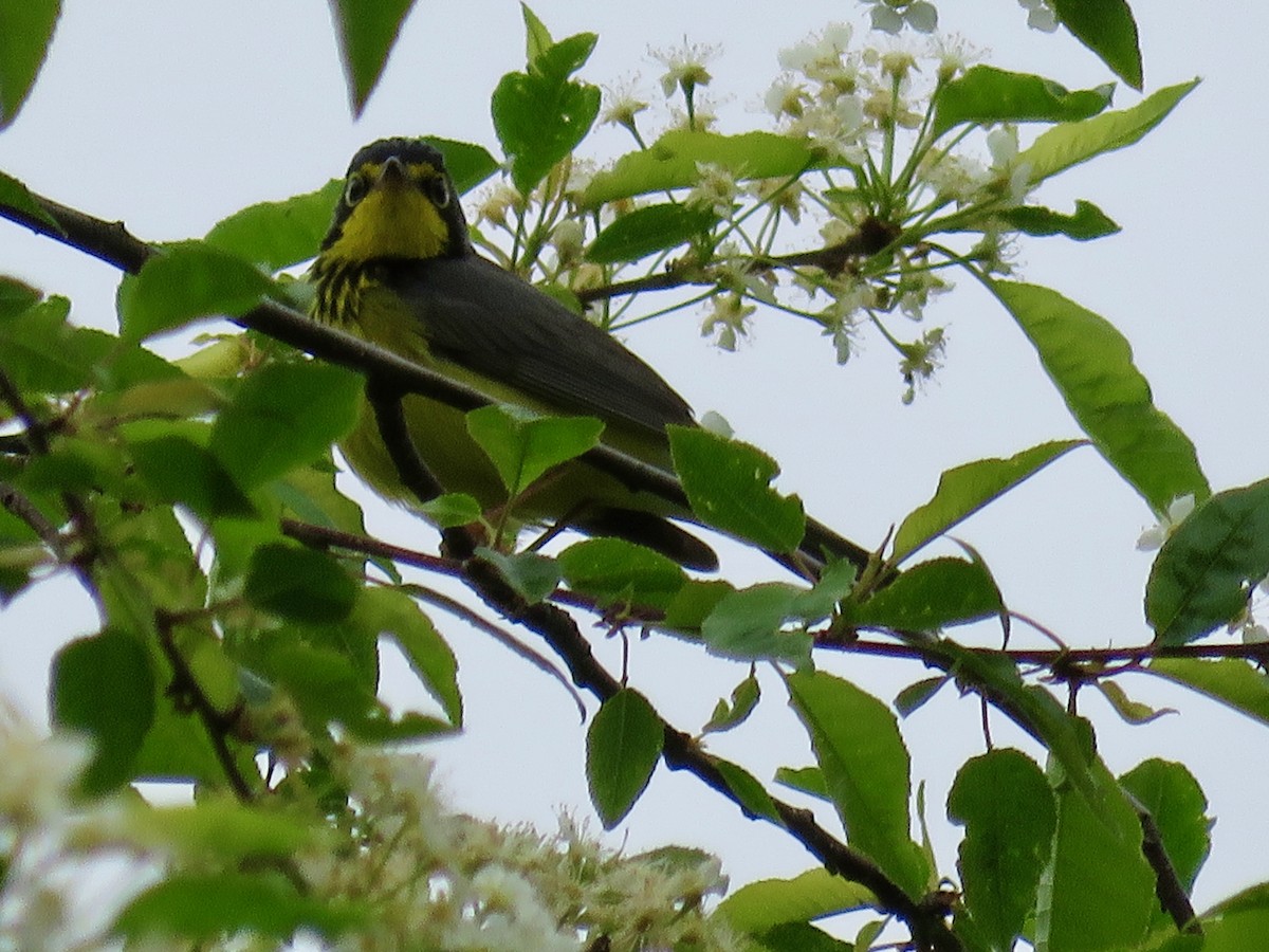 Canada Warbler - Taran Catania