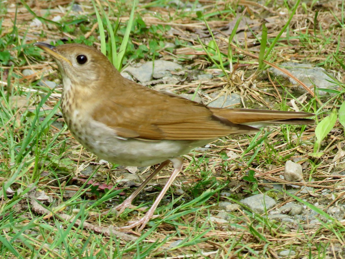 Veery - Taran Catania