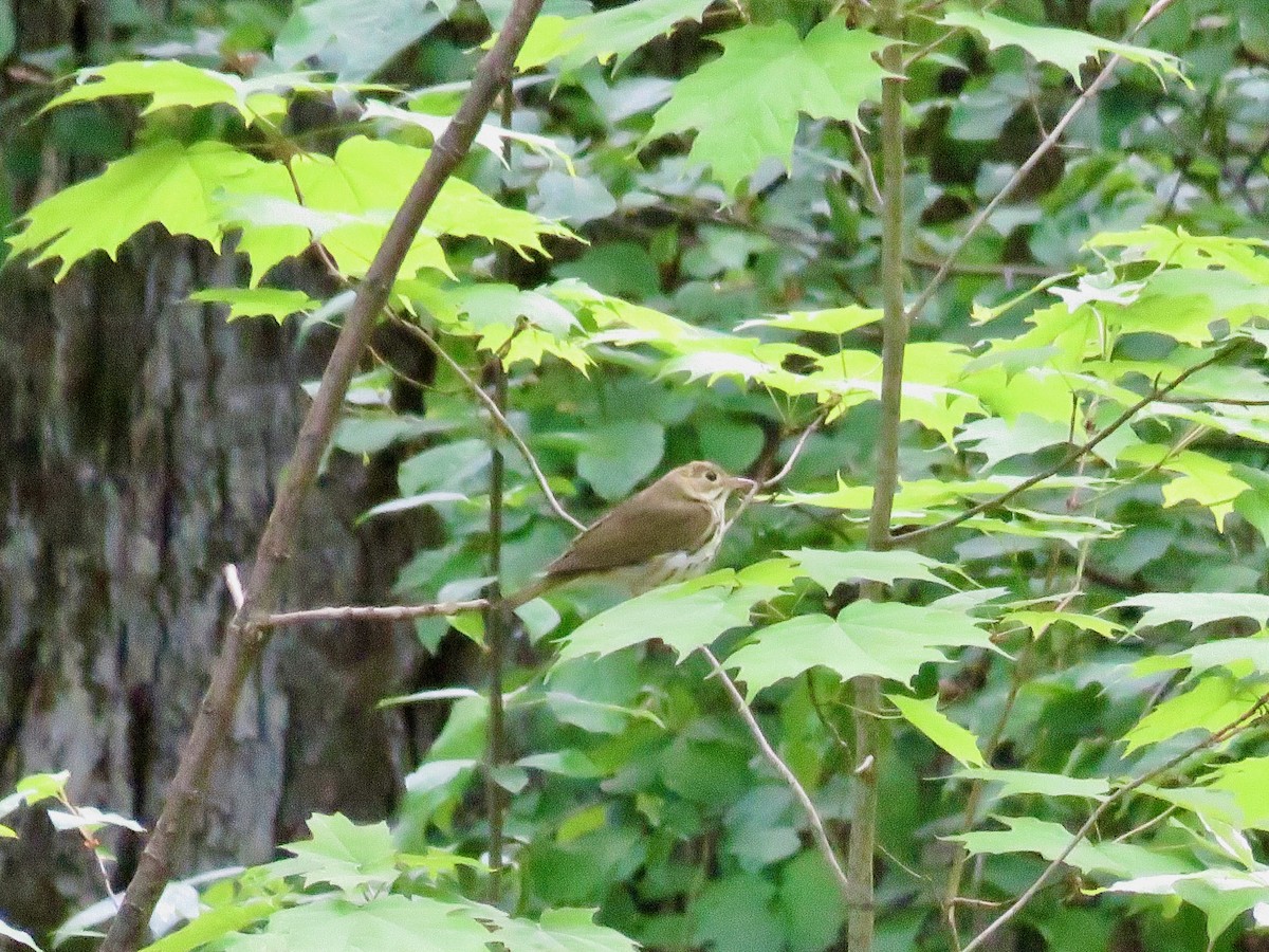 Ovenbird - Taran Catania