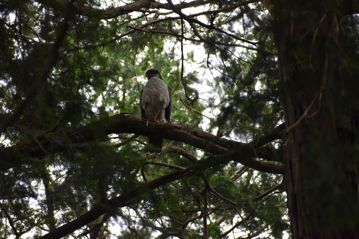 Eurasian Goshawk - ML619436980