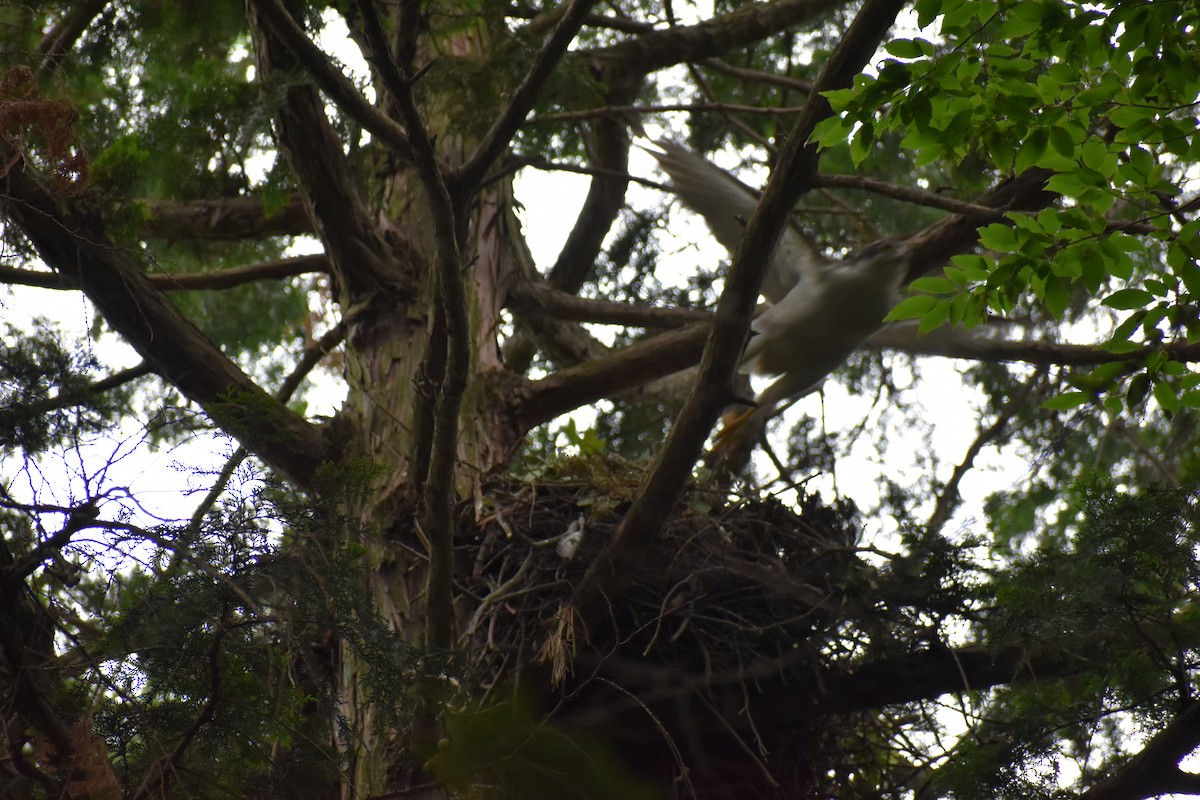 Eurasian Goshawk - ML619436990