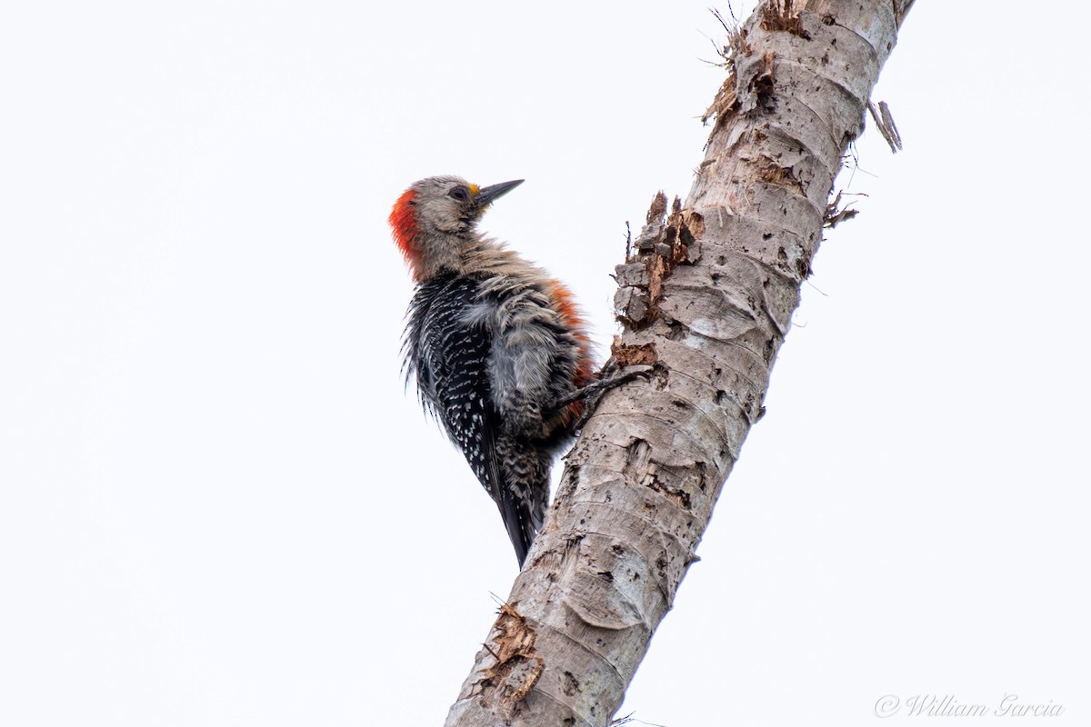 Yucatan Woodpecker - Bill Garcia