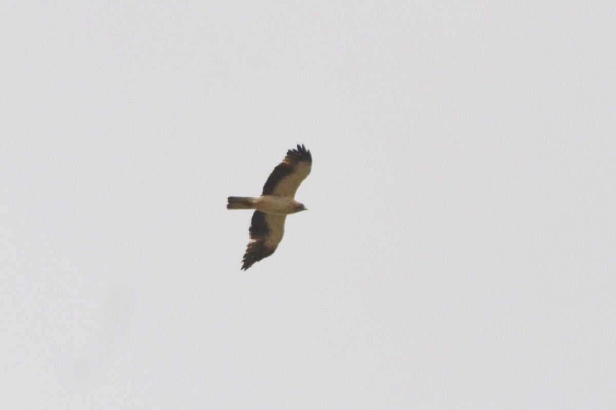 Booted Eagle - Paulo  Roncon
