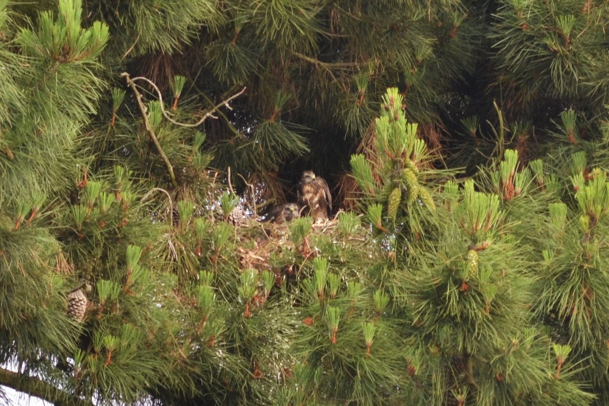 Common Buzzard - Paulo  Roncon