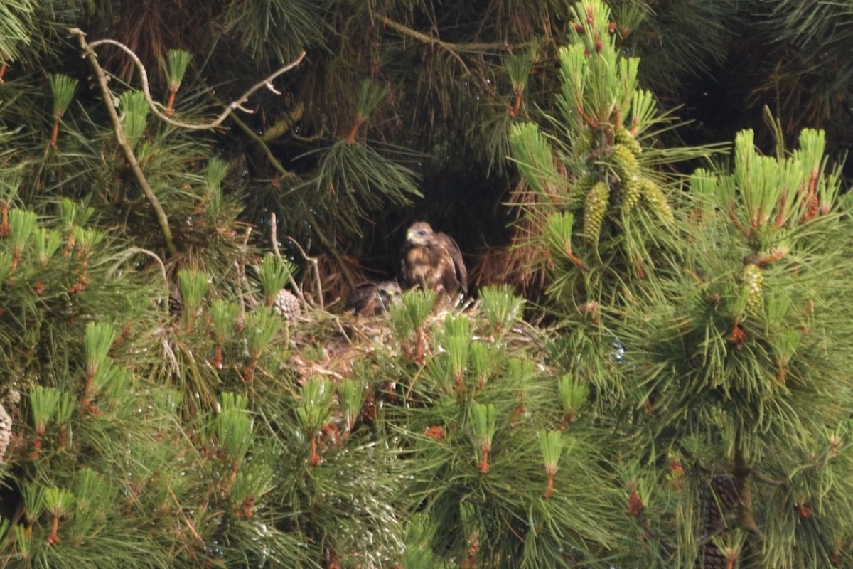 Common Buzzard - Paulo  Roncon